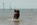 Portugiesischer Wasserhund Deckrüde Gustav