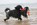 Portugiesischer Wasserhund Deckrüde Gustav
