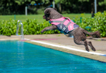 Wasserhunde, PWD, Portugiesische Wasserhunde, Portuguese Water Dogs