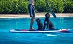 Wasserhunde, PWD, Portugiesische Wasserhunde, Portuguese Water Dogs