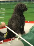 Wasserarbeit Portugiesischer Wasserhund Gustav