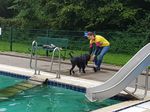 Wasserarbeit Portugiesischer Wasserhund Gustav